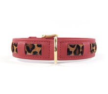 Laden Sie das Bild in den Galerie-Viewer, KvK Handcrafted - Straight Collar - Bicolour Leo