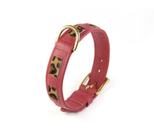 Laden Sie das Bild in den Galerie-Viewer, KvK Handcrafted - Straight Collar - Bicolour Leo