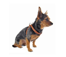 Laden Sie das Bild in den Galerie-Viewer, Leichtes Ledergeschirr - Step in Bling