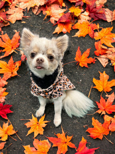 Raincoat for dogs lined with plush - KvK Edition in various colours