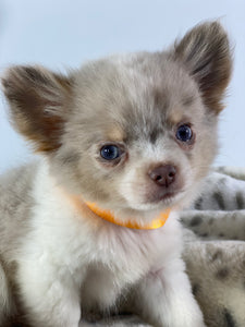 Mini Halsband - Puppy Collar - für kleine Vierbeiner und Welpen