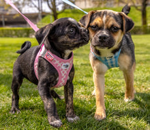 Load image into Gallery viewer, Puppy harness set with leash in two colours
