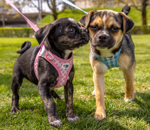 Puppy harness set with leash in two colours