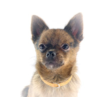 Load image into Gallery viewer, KvK - Classic Curved Collar - For small four-legged friends
